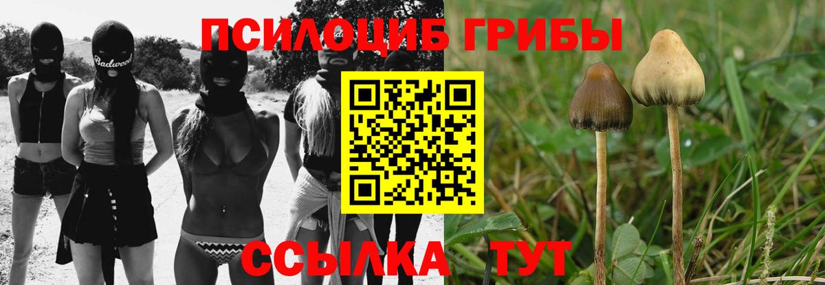 Псилоцибиновые грибы Cubensis Губаха
